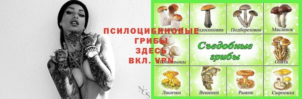 хмурый Аркадак