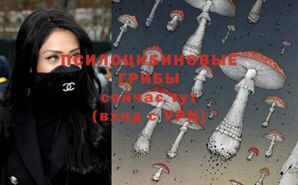 хмурый Аркадак